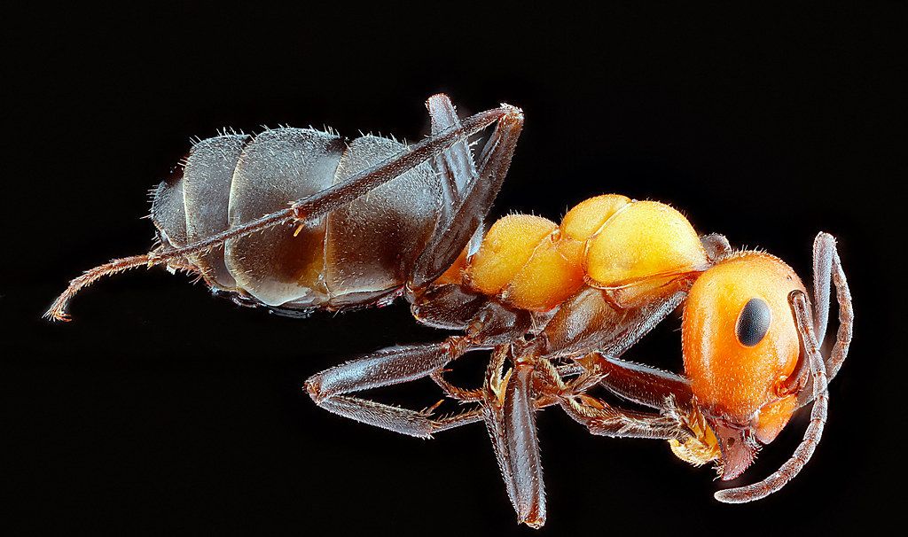 Ant Control service in Edina, MN