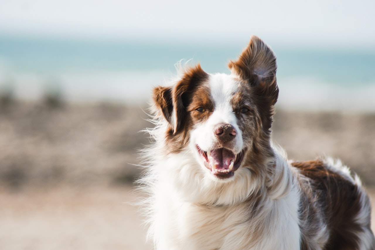 Flea & Tick Control service in Edina, MN