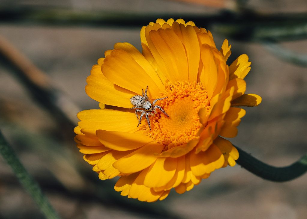 Spider Control service in Edina, MN